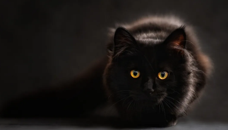 Pessoas com animais de estimação são mais felizes