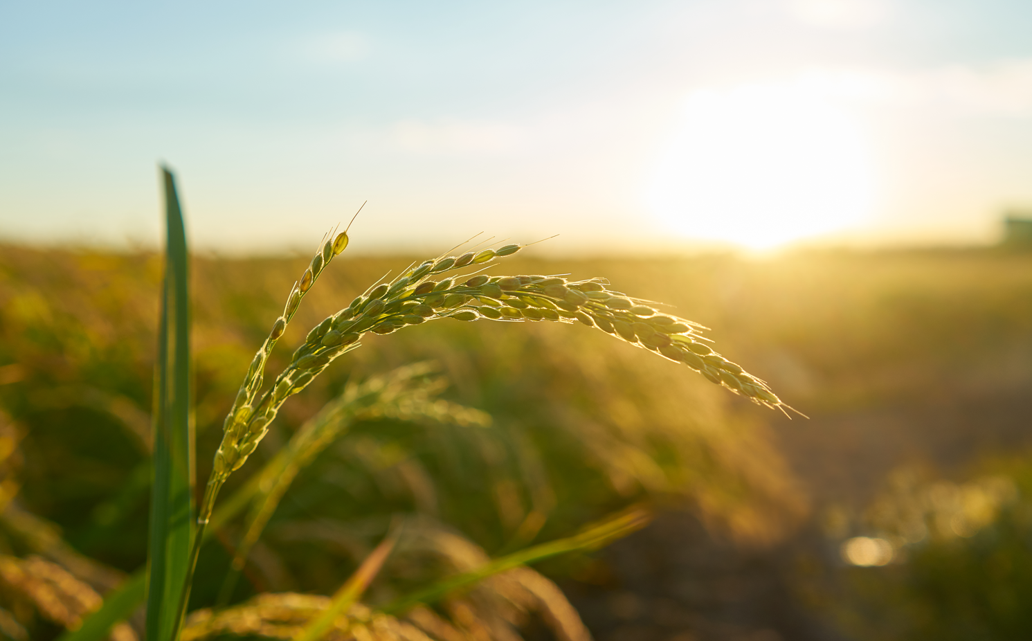 Nota à imprensa: Bloqueio Seguro Rural